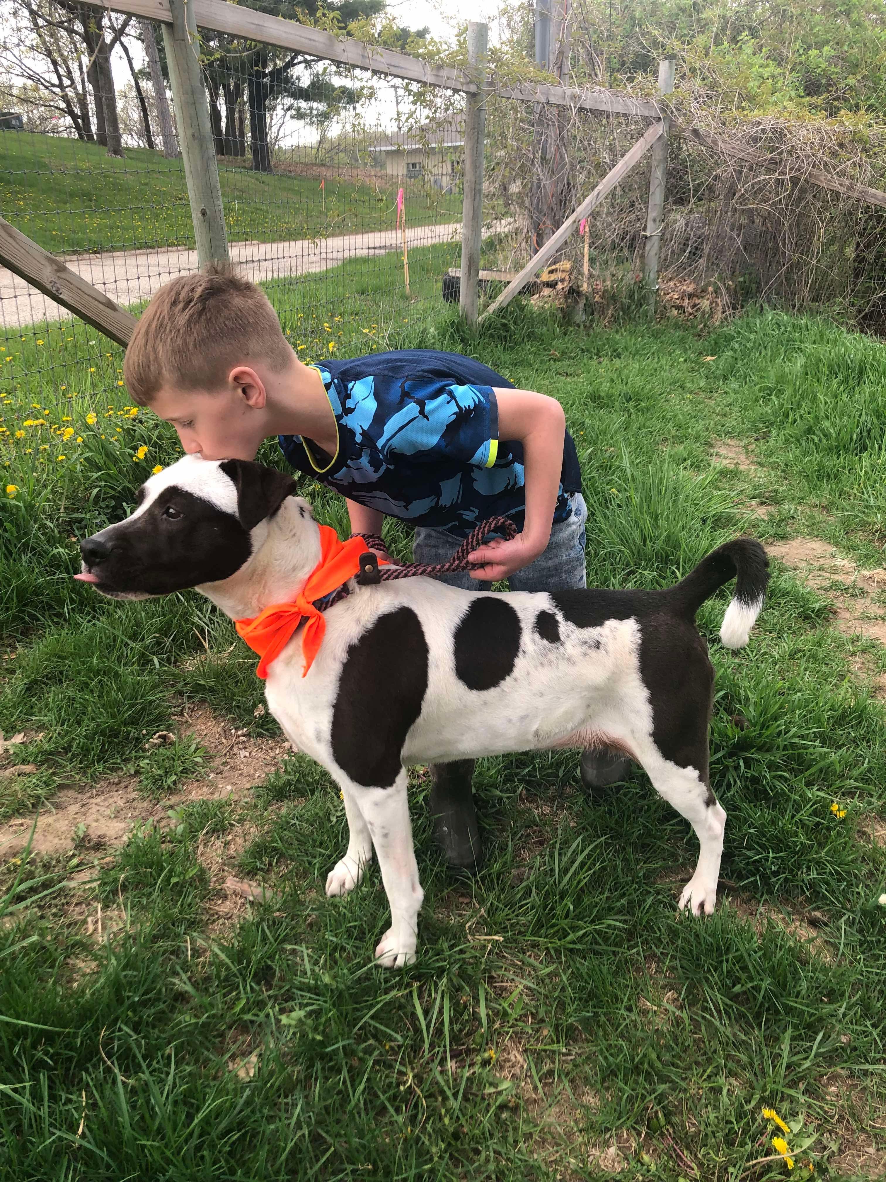 Panda, a Adoptable mixed breed in Fort atkinson, WI image 2/6