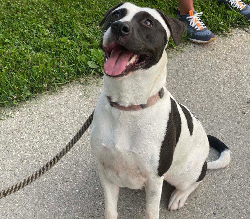 Panda, a Adoptable mixed breed in Fort atkinson, WI image 3/6