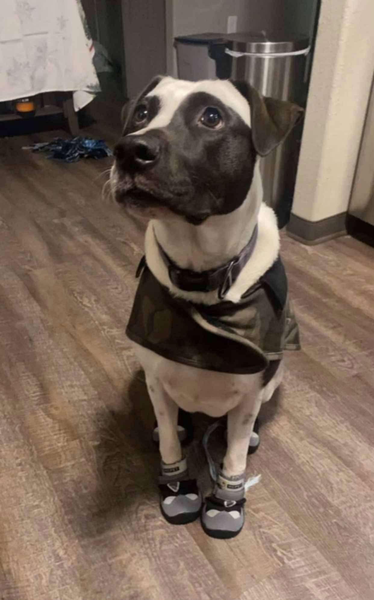 Panda, a Adoptable mixed breed in Fort atkinson, WI image 4/6