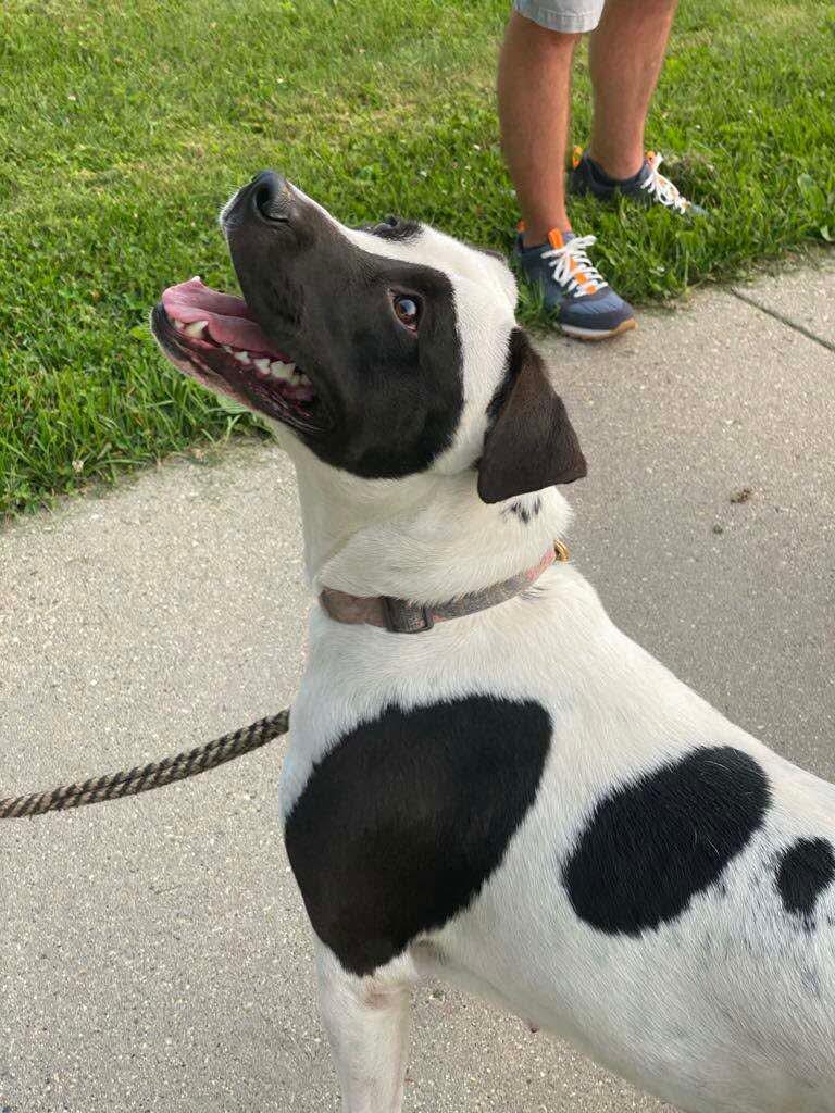 Panda, a Adoptable mixed breed in Fort atkinson, WI image 6/6