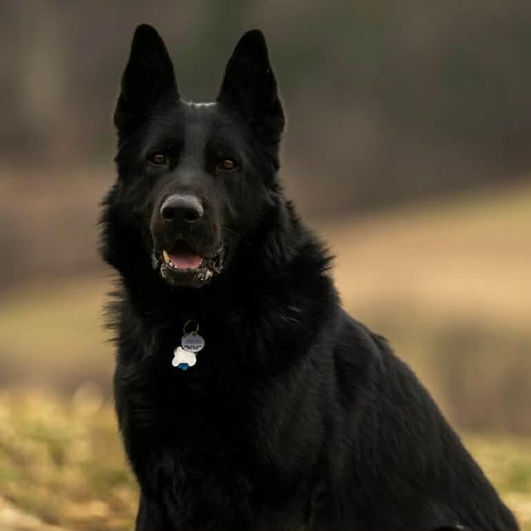 Enlarge Ghost (26-044), a Adoptable German Shepherd Dog in New Ringgold, PA image 1/6