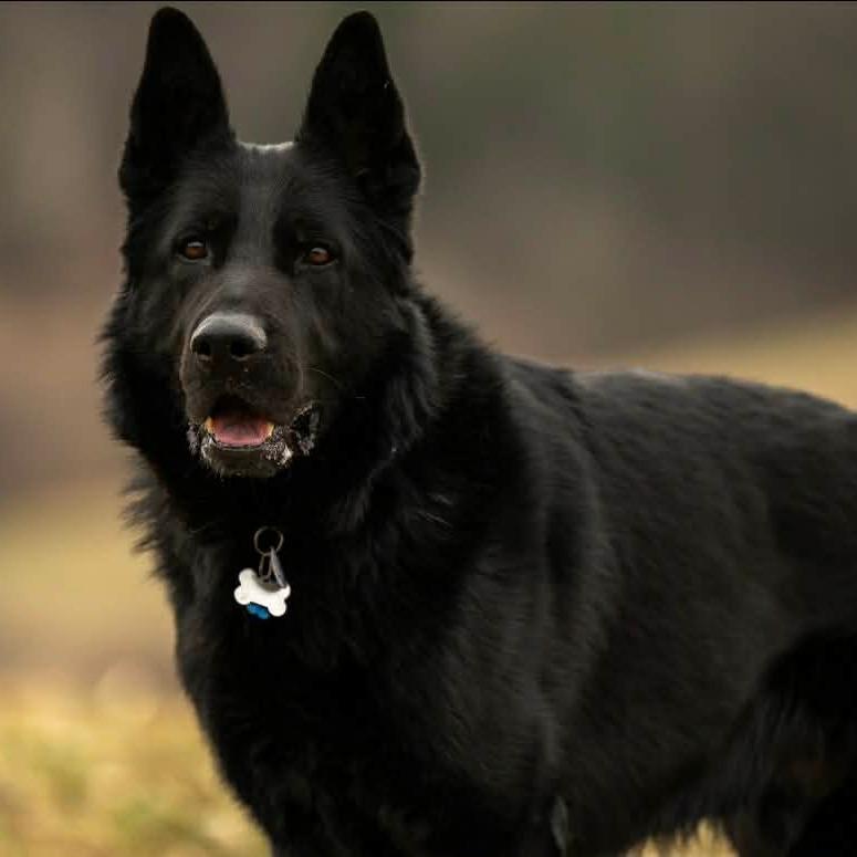 Enlarge Ghost (26-044), a Adoptable German Shepherd Dog in New Ringgold, PA image 2/6
