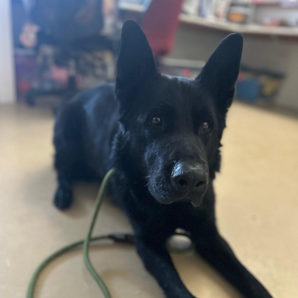 Ghost (26-044), Adoptable, Adult Male German Shepherd Dog.
