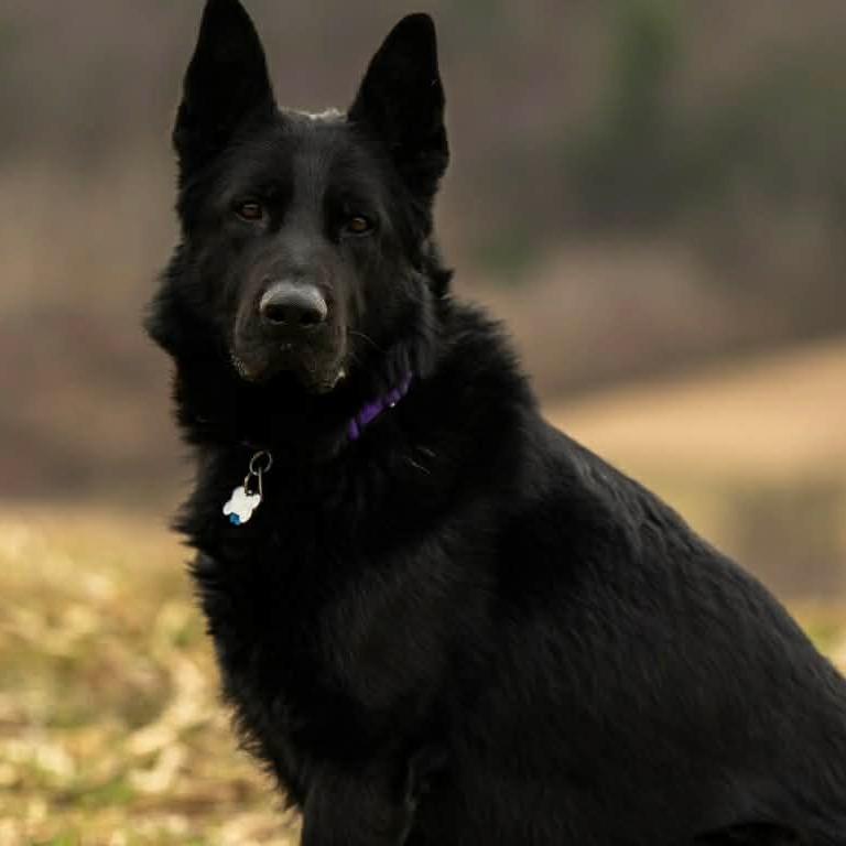 Enlarge Ghost (26-044), a Adoptable German Shepherd Dog in New Ringgold, PA image 3/6
