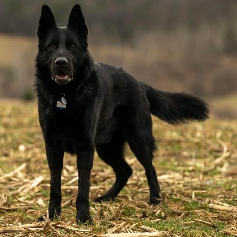 Enlarge Ghost (26-044), a Adoptable German Shepherd Dog in New Ringgold, PA image 4/6