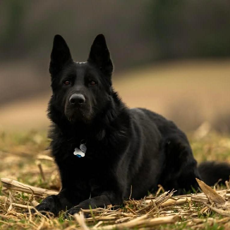 Enlarge Ghost (26-044), a Adoptable German Shepherd Dog in New Ringgold, PA image 6/6