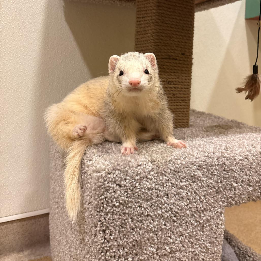 Enlarge Bond, a Adoptable Ferret in South Burlington, VT image 3/6