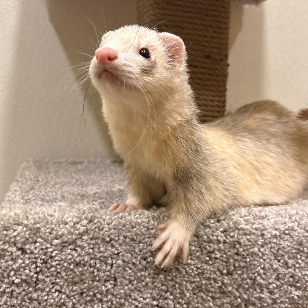 Enlarge Bond, a Adoptable Ferret in South Burlington, VT image 4/6