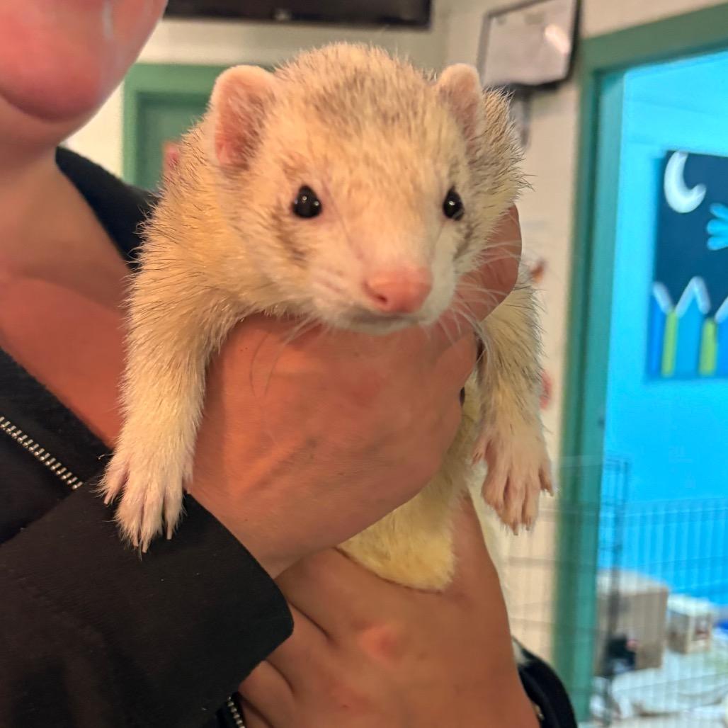 Enlarge Bond, a Adoptable Ferret in South Burlington, VT image 5/6