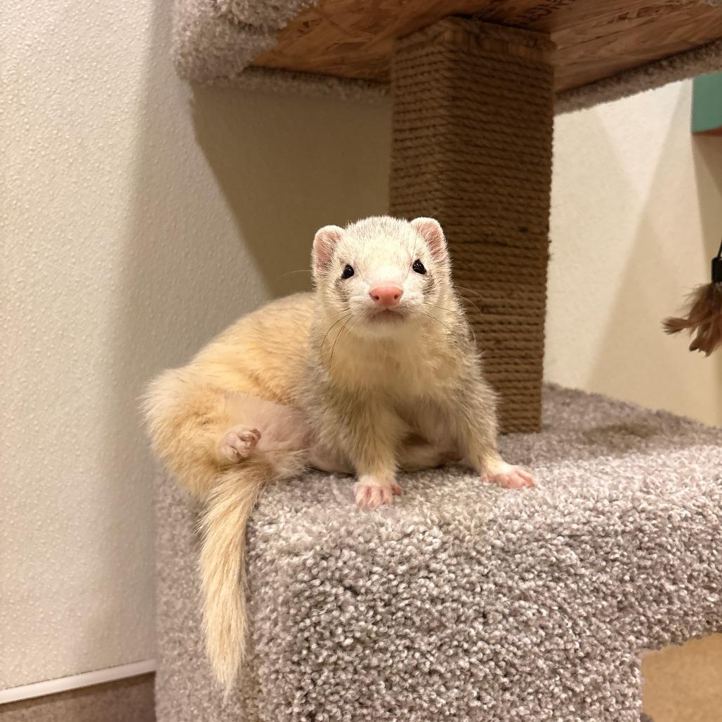 Enlarge Bond, a Adoptable Ferret in South Burlington, VT image 6/6