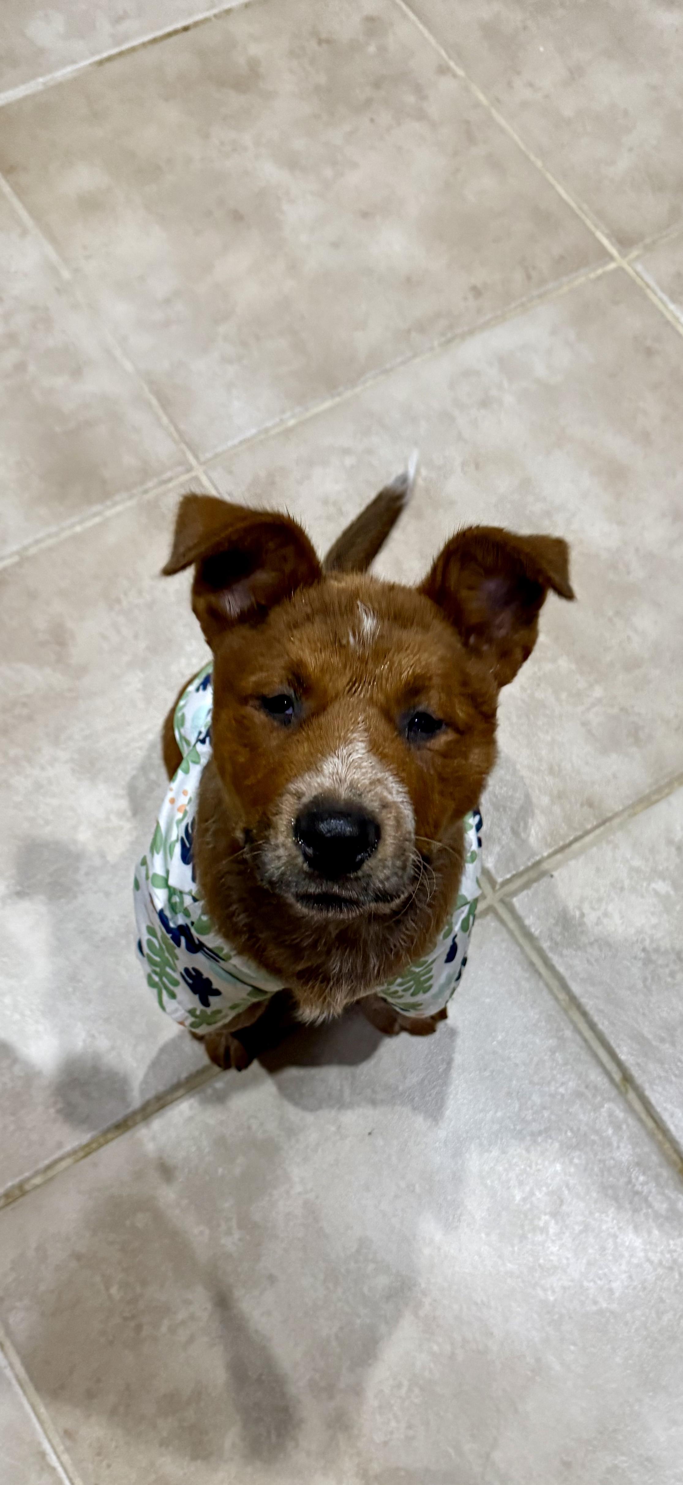 Bronco, Adopted, Puppy Male Wirehaired Terrier & Australian Cattle Dog / Blue Heeler.