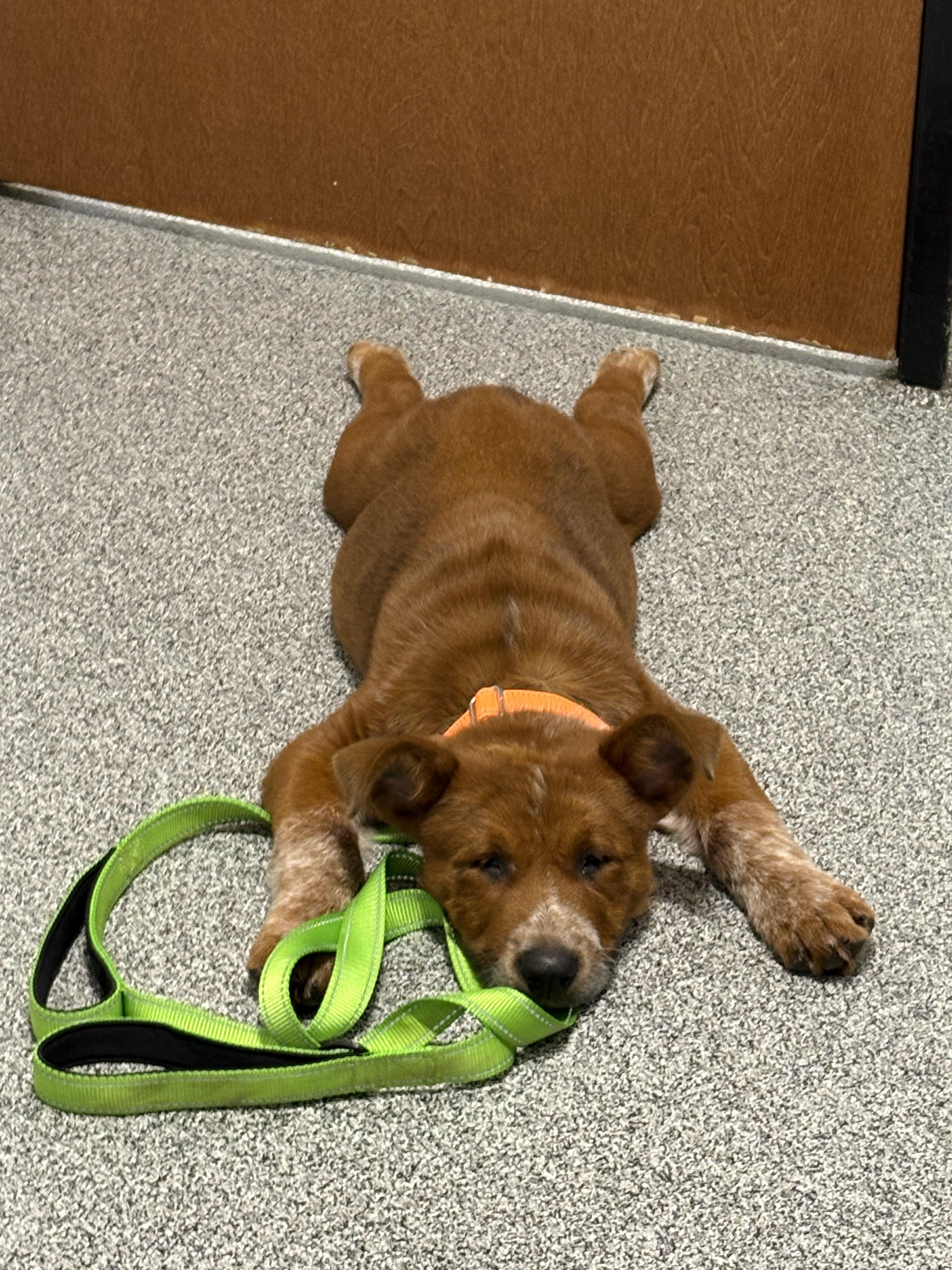Enlarge Bronco, a Adopted mixed breed in Burleson, TX image 2/6