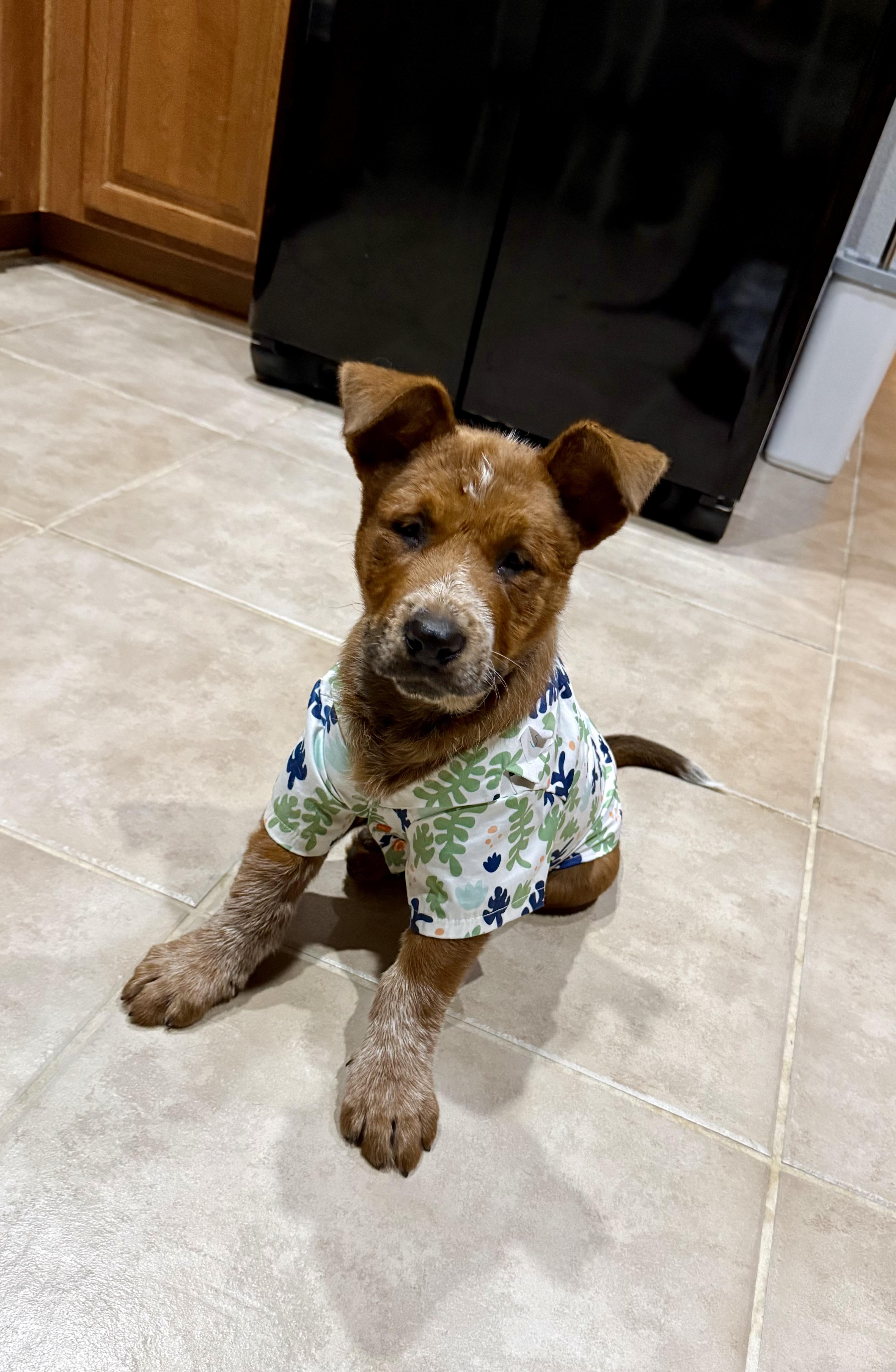 Enlarge Bronco, a Adopted mixed breed in Burleson, TX image 3/6
