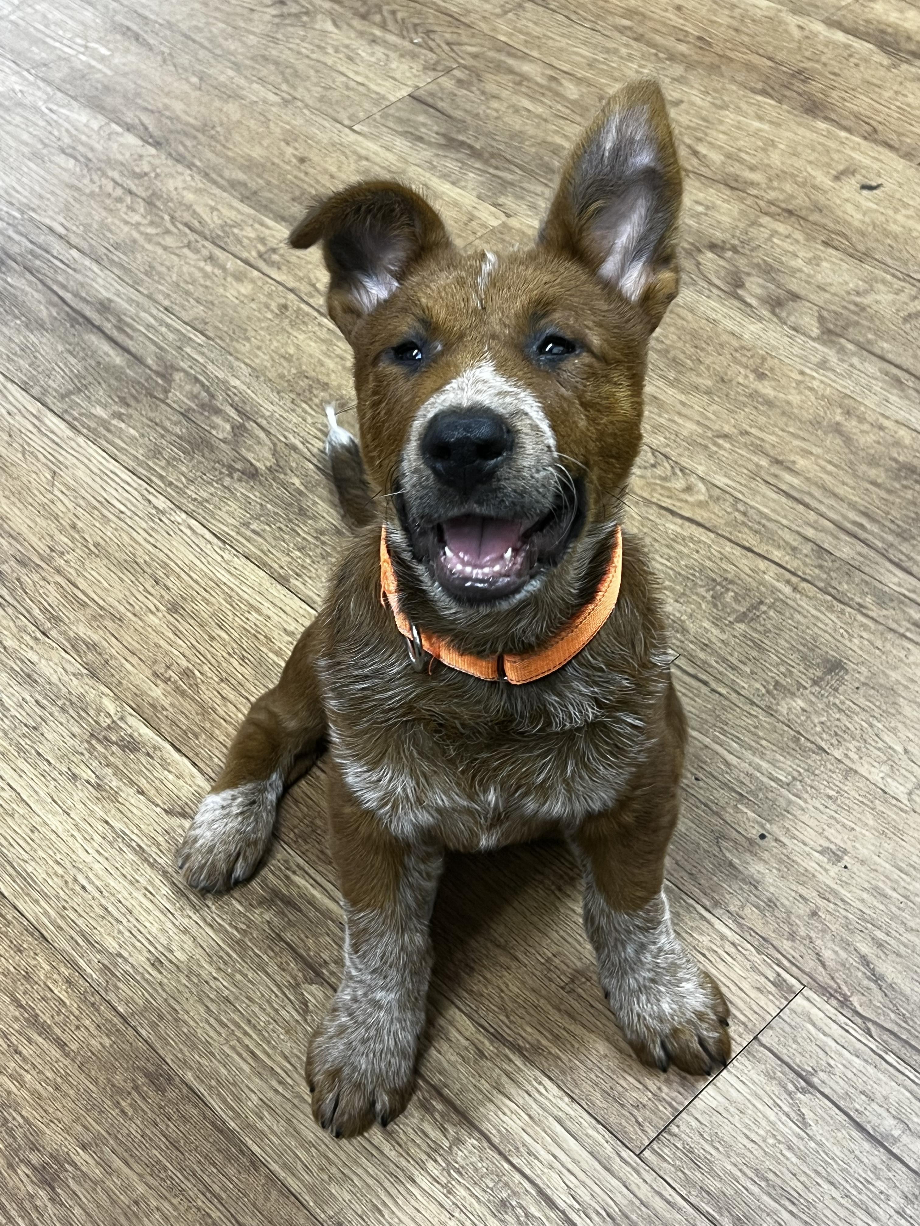 Enlarge Bronco, a Adopted mixed breed in Burleson, TX image 4/6