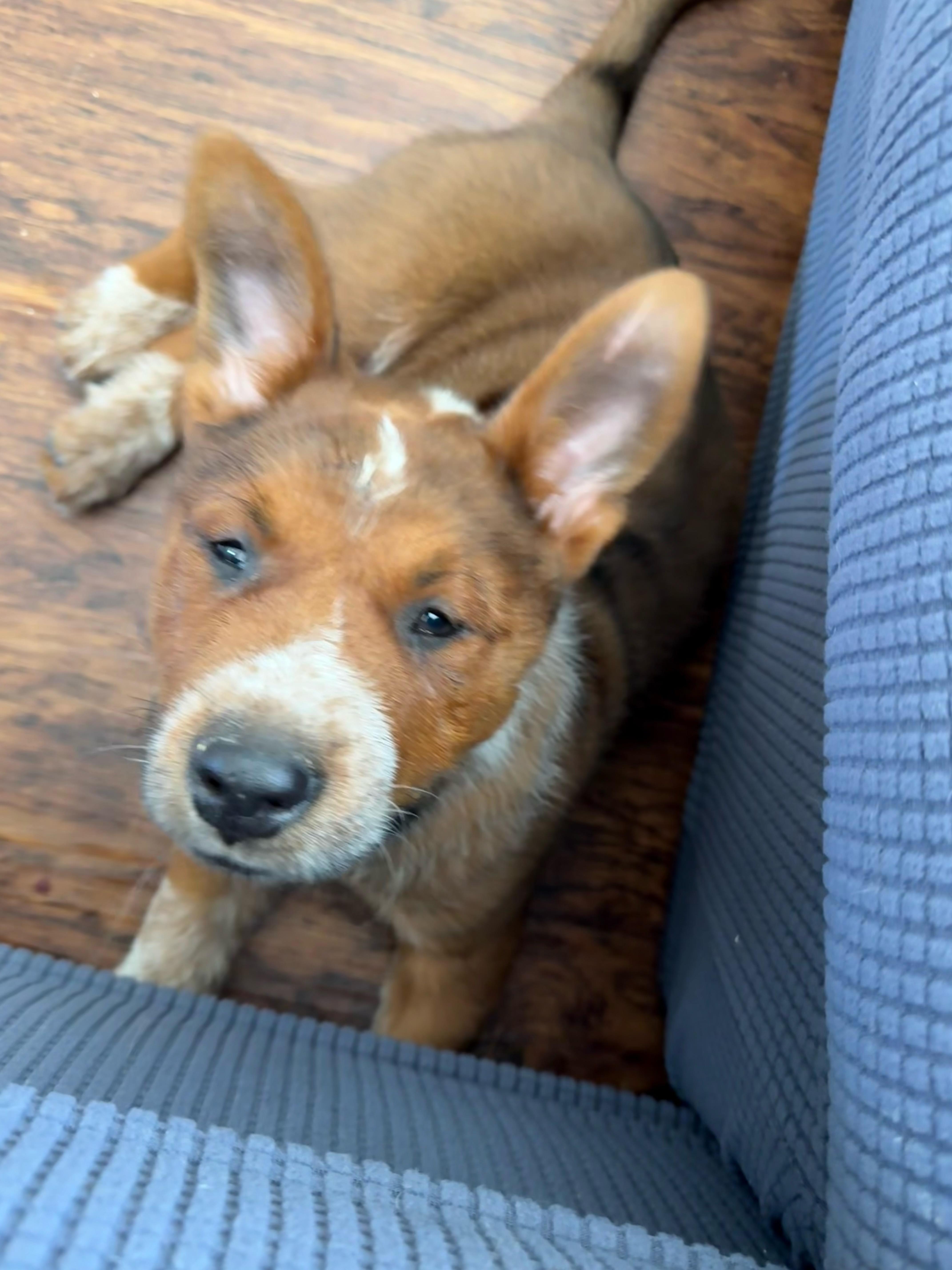 Enlarge Bronco, a Adopted mixed breed in Burleson, TX image 5/6