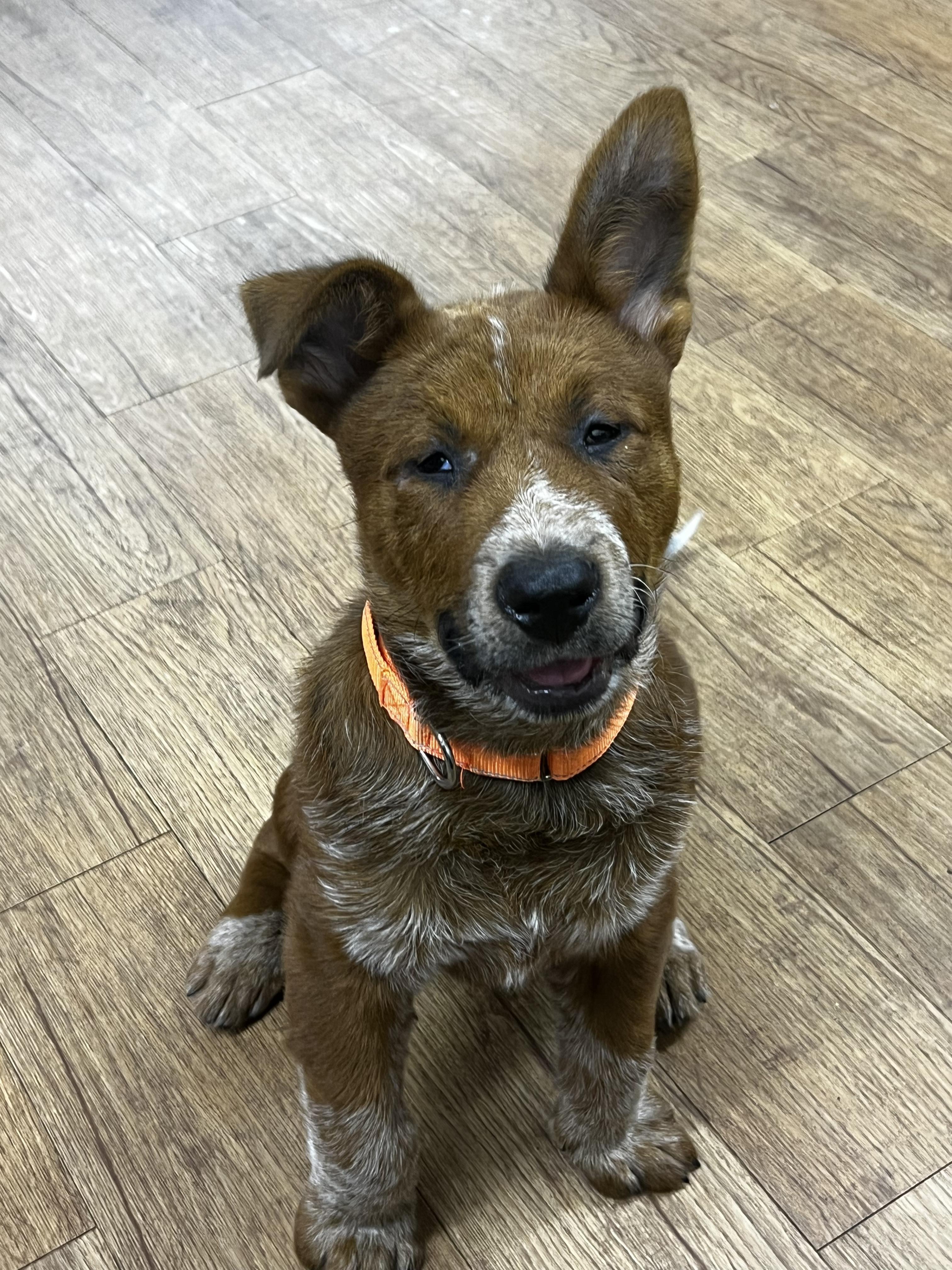 Enlarge Bronco, a Adopted mixed breed in Burleson, TX image 6/6