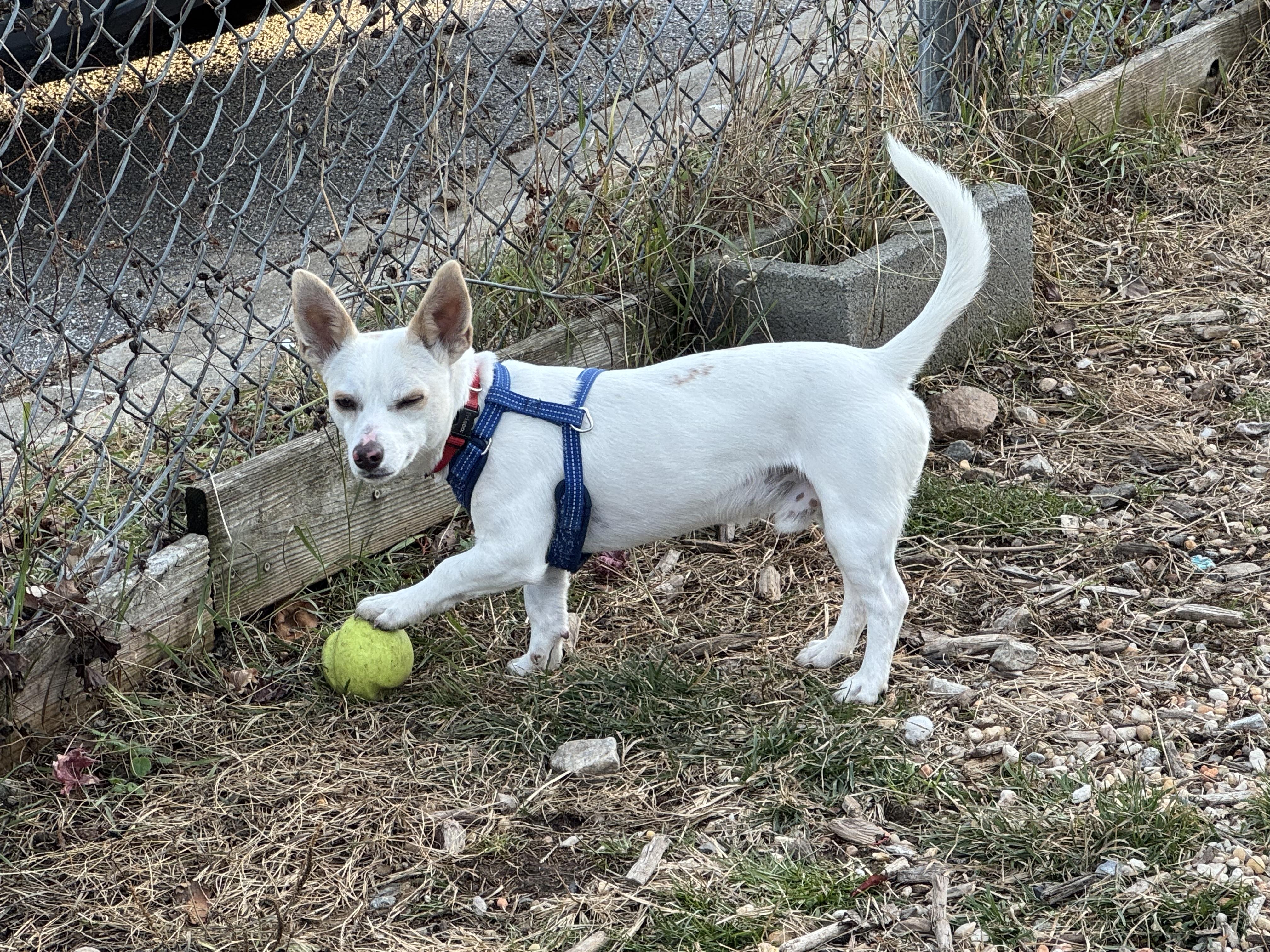 Enlarge Dragon, an adoptable mixed breed in Ellicott City, MD image 4/5