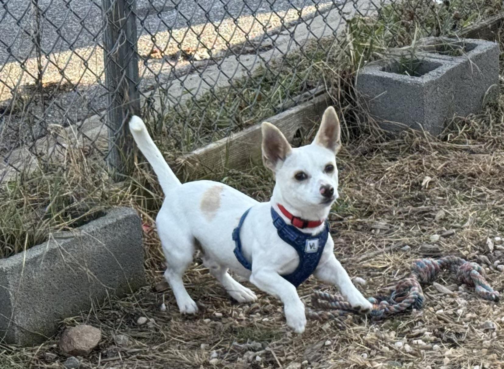 Enlarge Dragon, an adoptable mixed breed in Ellicott City, MD image 2/5