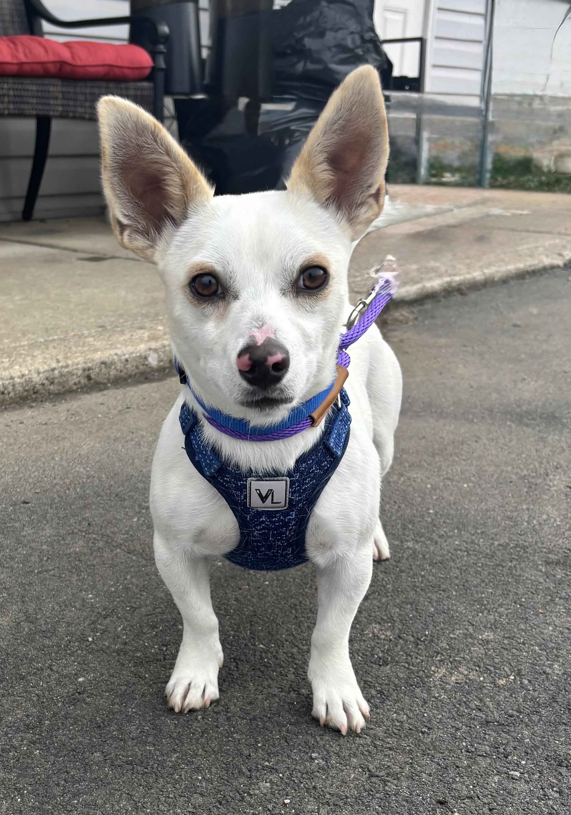 Enlarge Dragon, an adoptable mixed breed in Ellicott City, MD image 3/5