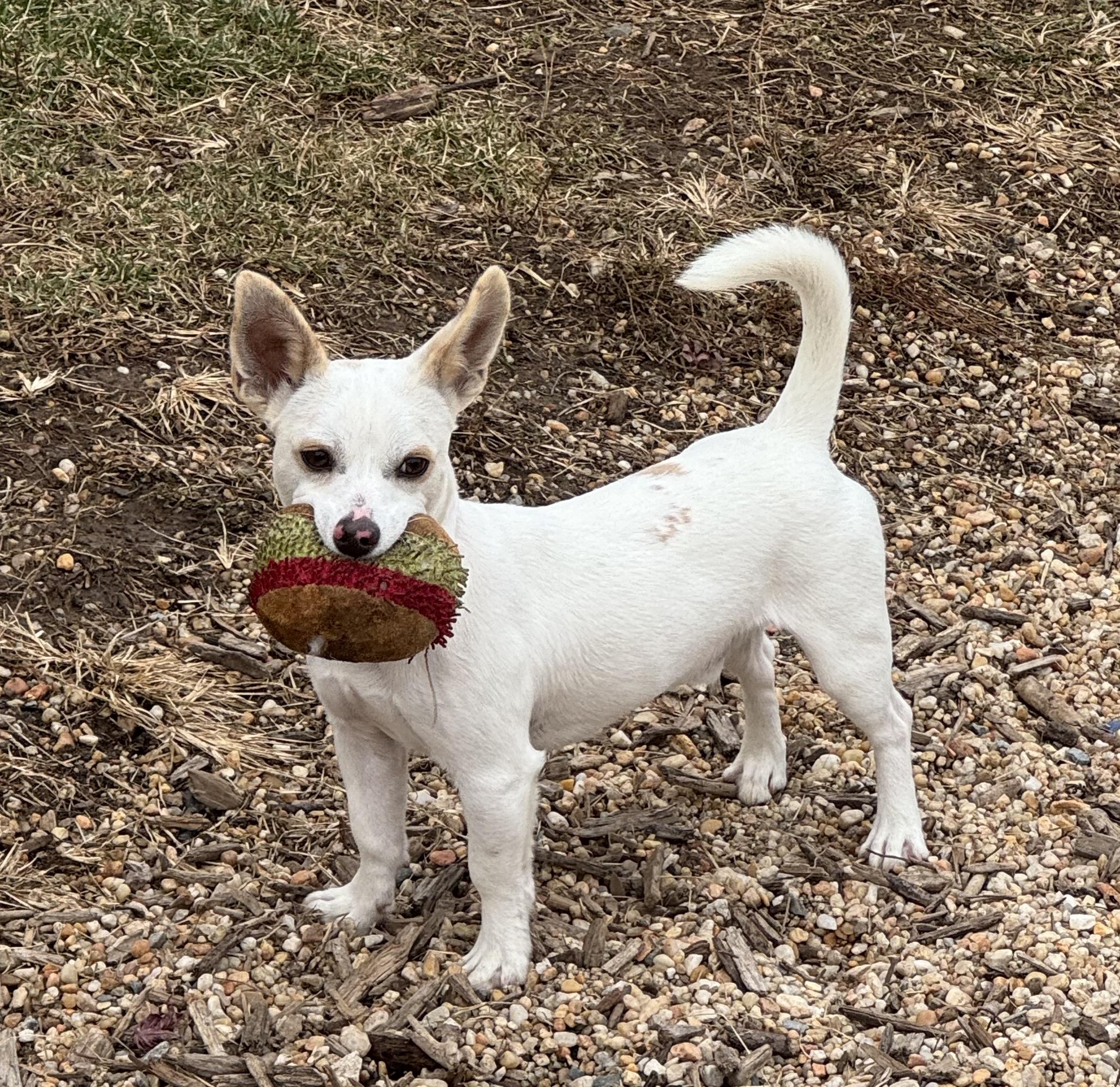 Enlarge Dragon, an adoptable mixed breed in Ellicott City, MD image 1/5