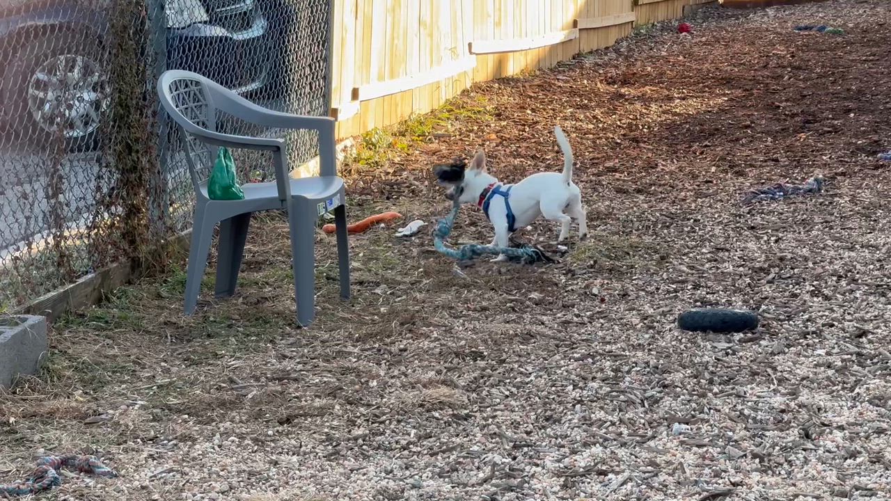 Enlarge Dragon, an adoptable mixed breed in Ellicott City, MD video 5/5