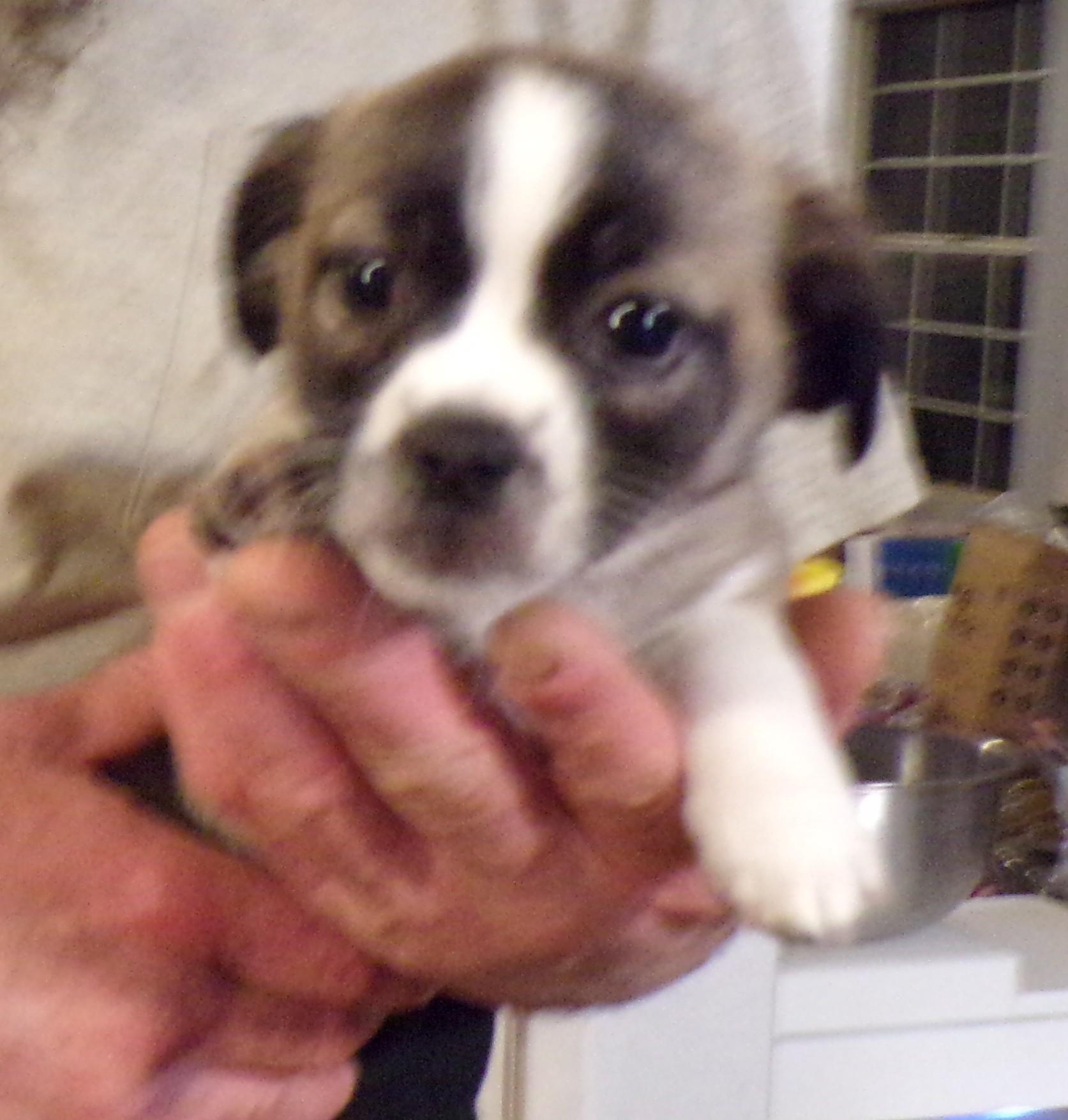 SPICE, ADOPTABLE, Puppy Female Chihuahua & Maltese.