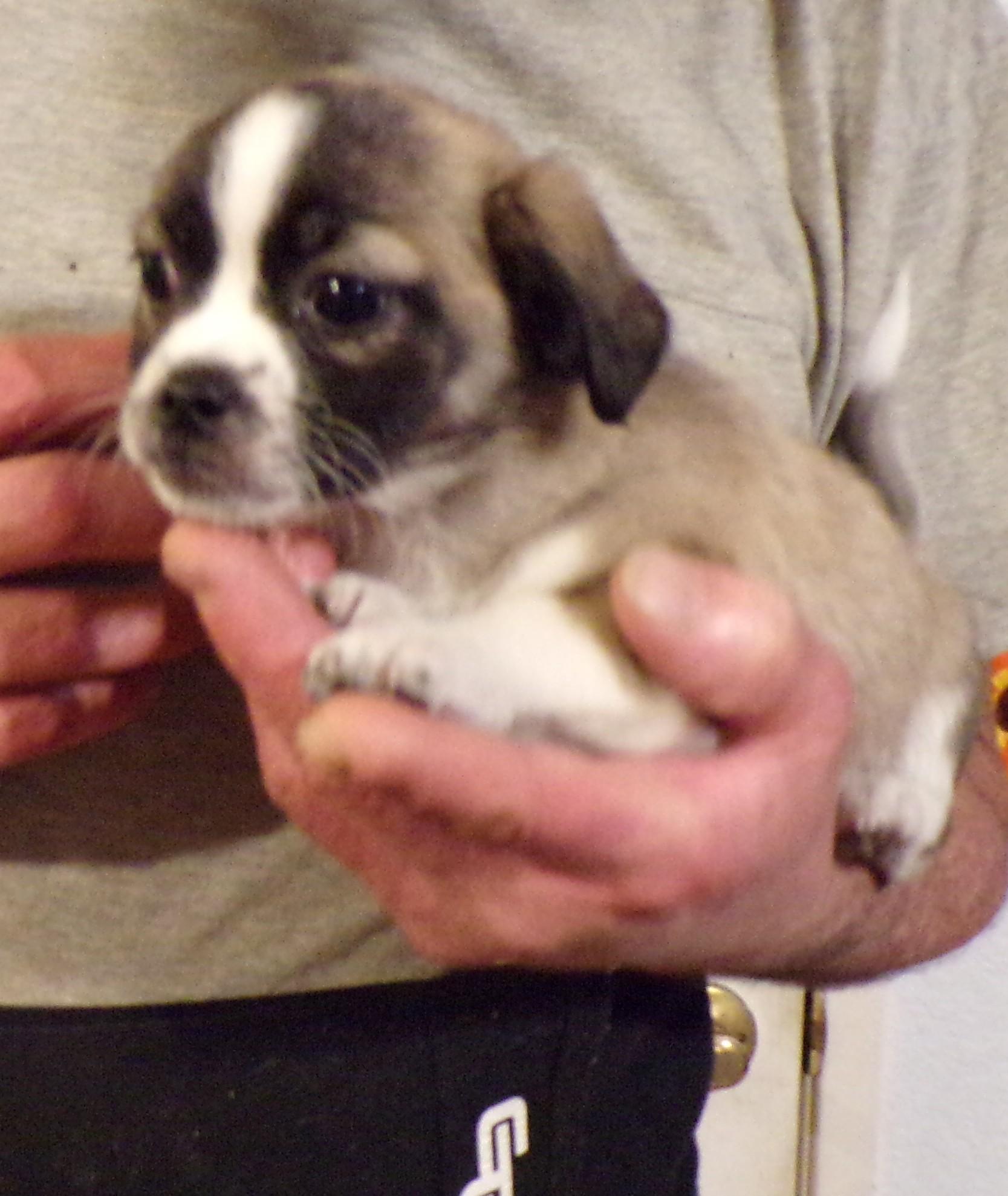 Enlarge SPICE, an adopted mixed breed in Corona, CA image 2/3