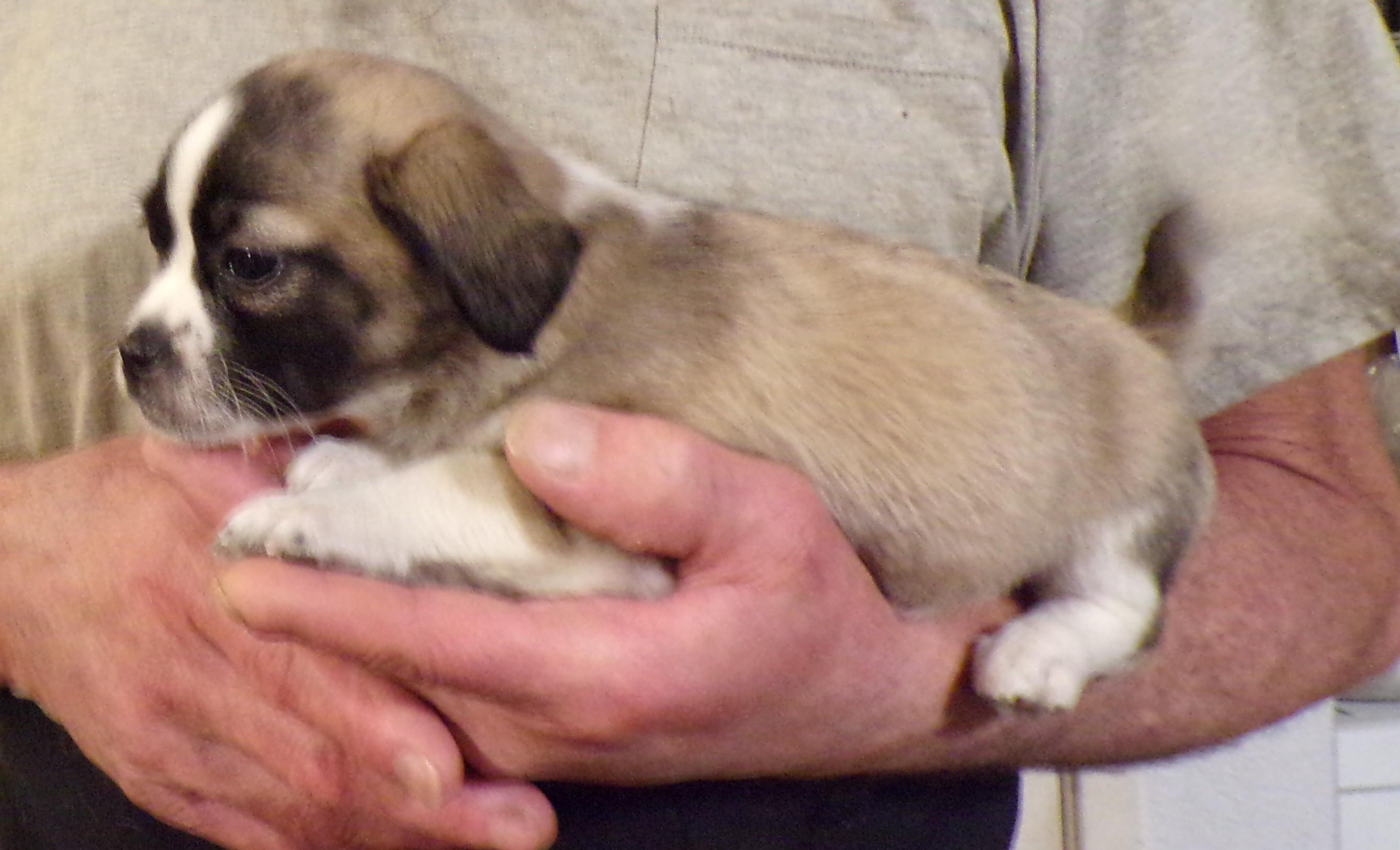 Enlarge SPICE, an adopted mixed breed in Corona, CA image 3/3