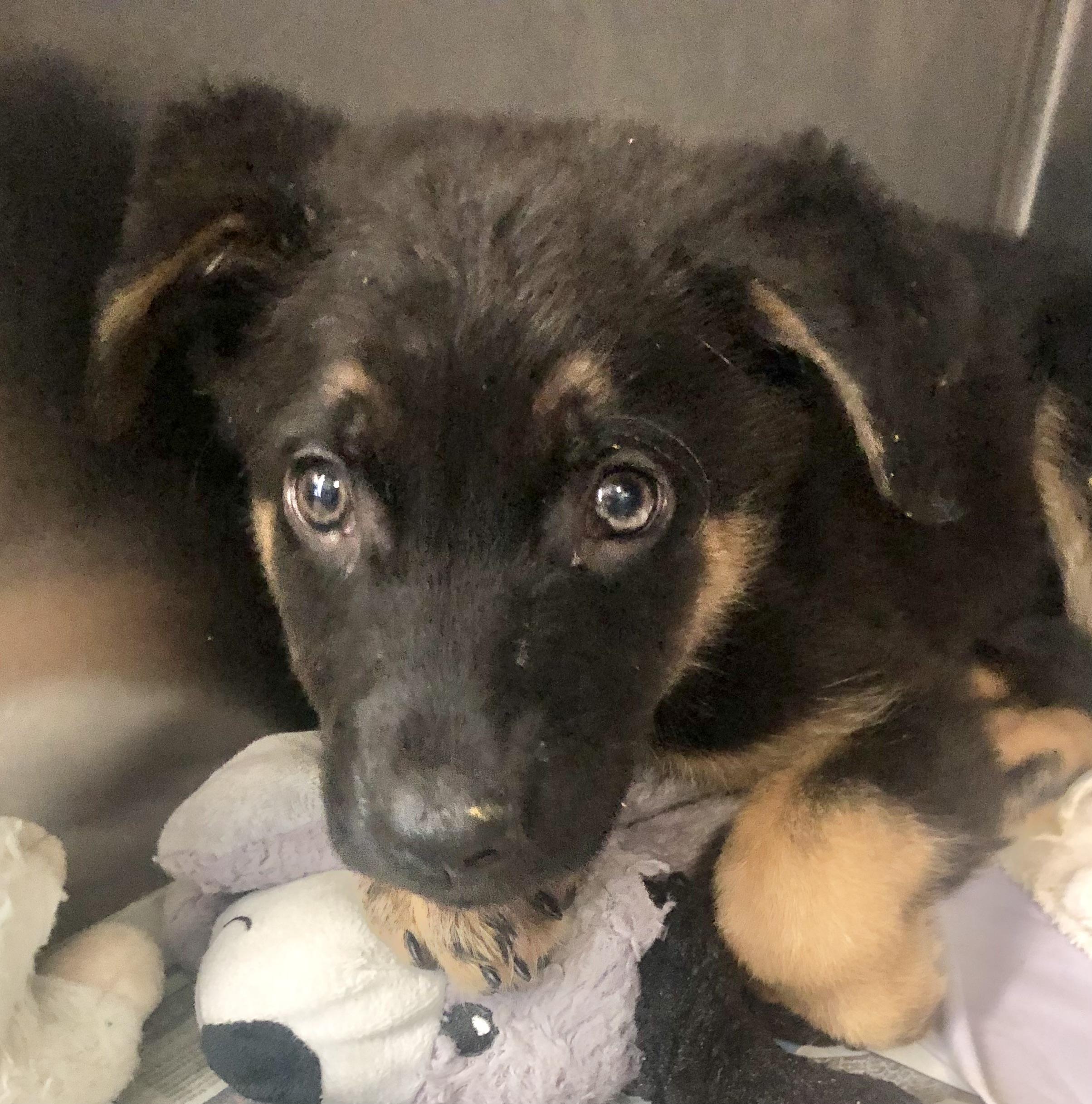 Gabana, adopted, Puppy Male Shepherd.