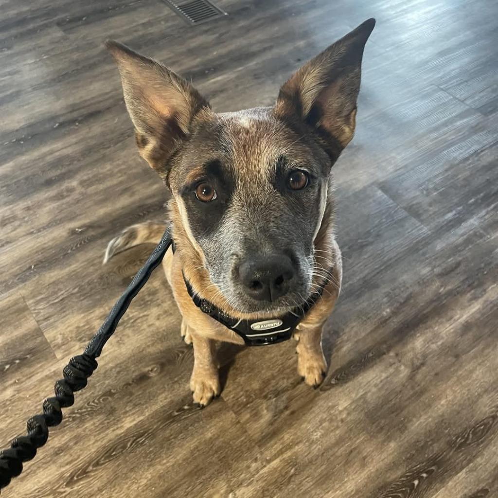 Stitch, Adoptable, Adult Female Australian Cattle Dog / Blue Heeler.