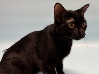 Winnepacaca, Adoptable, Adult Female Domestic Short Hair & Domestic Short Hair.