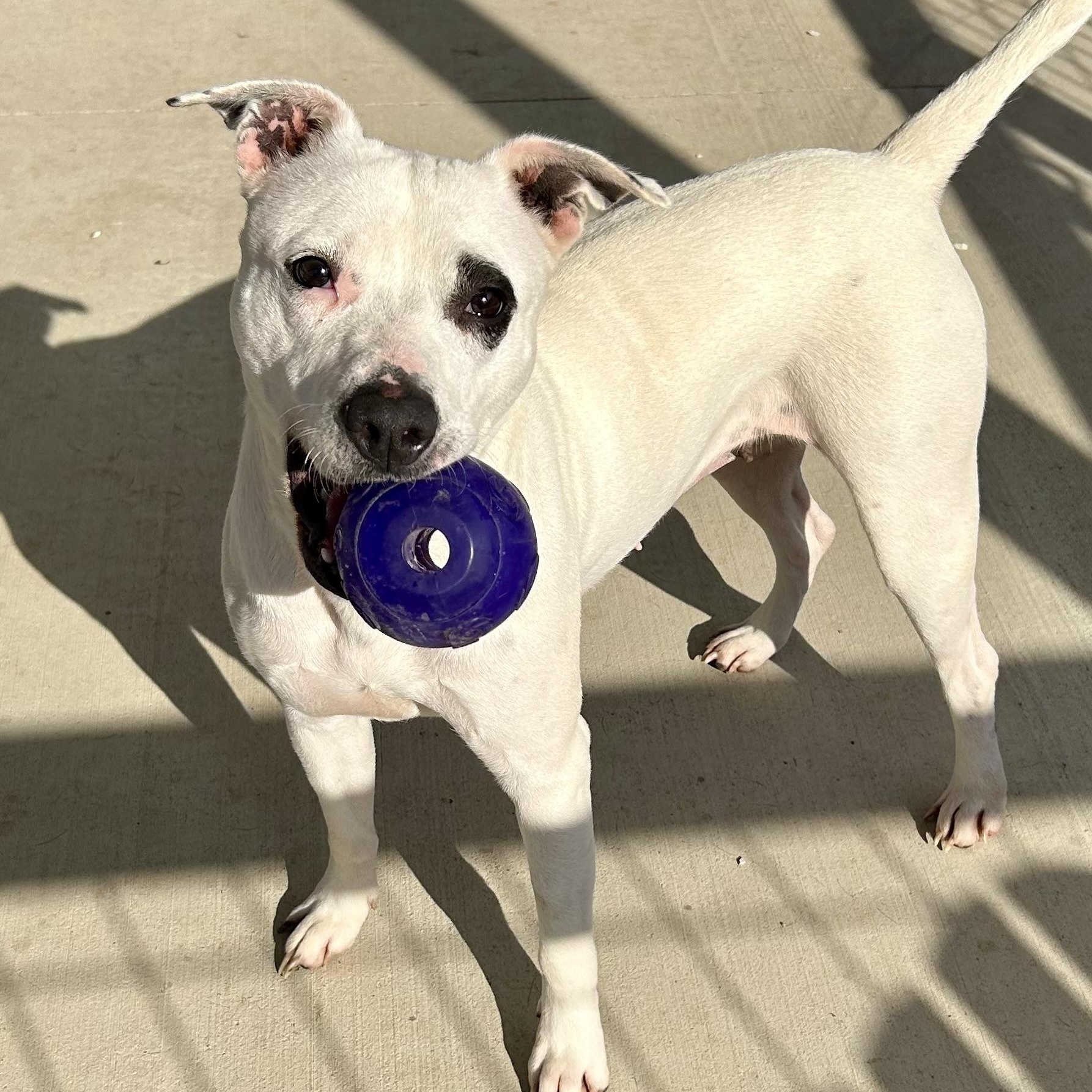 Enlarge Ivy, a ADOPTABLE mixed breed in Franklin, KY image 4/6