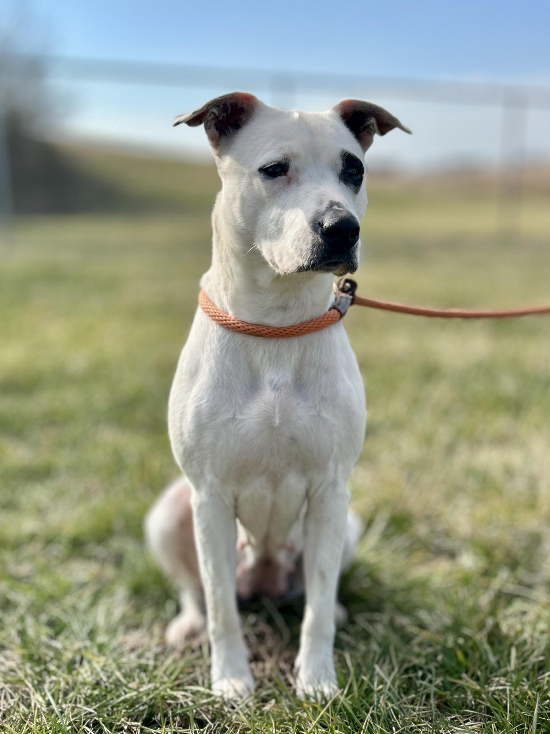 Enlarge Ivy, a ADOPTABLE mixed breed in Franklin, KY image 2/6