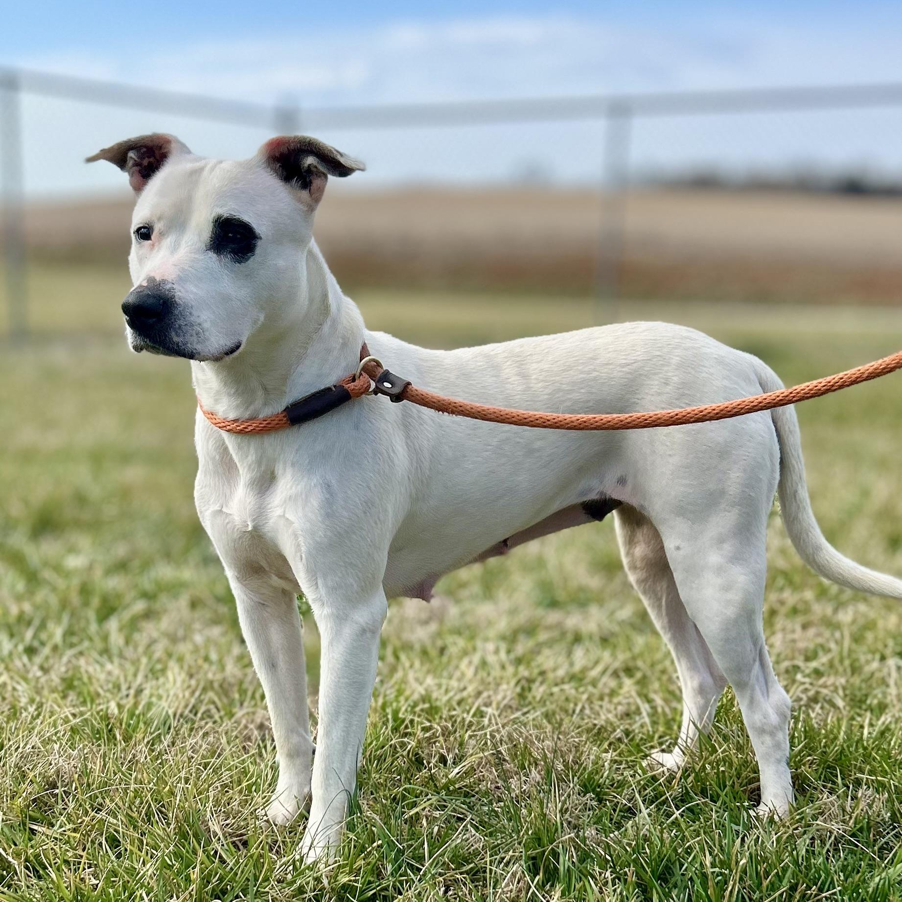 Enlarge Ivy, a ADOPTABLE mixed breed in Franklin, KY image 5/6