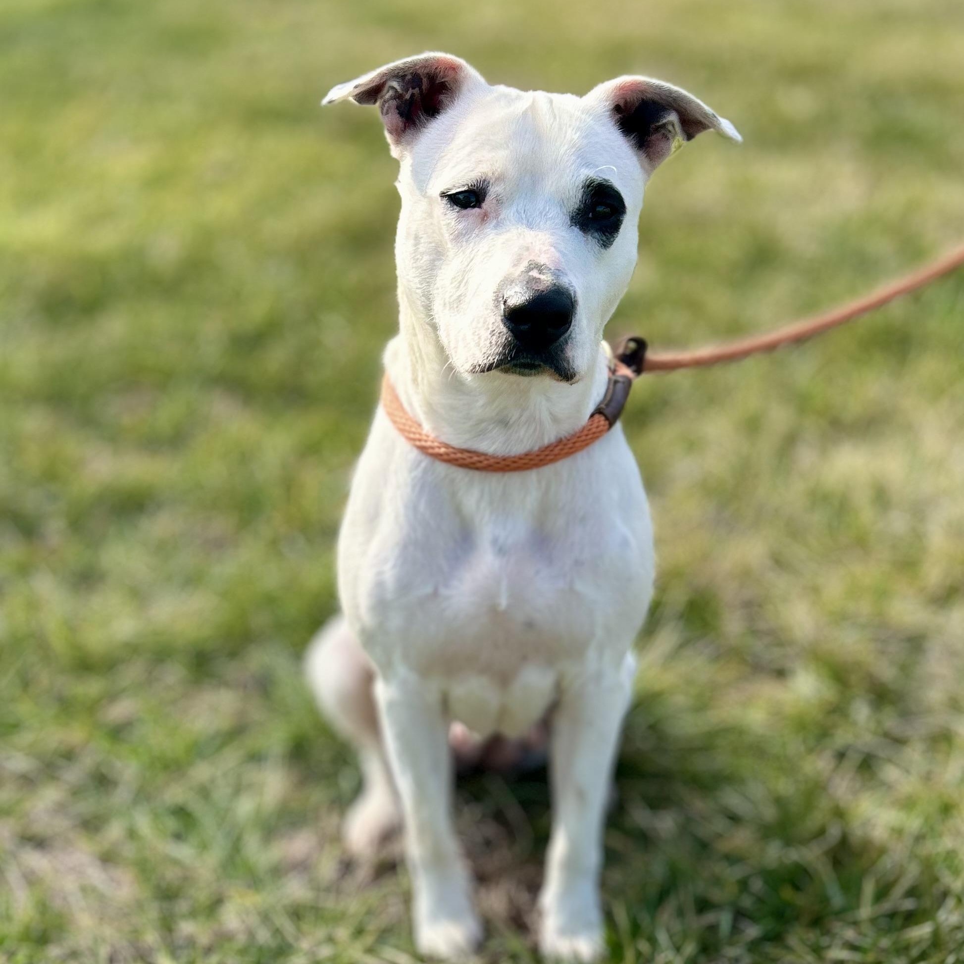 Ivy, ADOPTABLE, Adult Female Terrier.