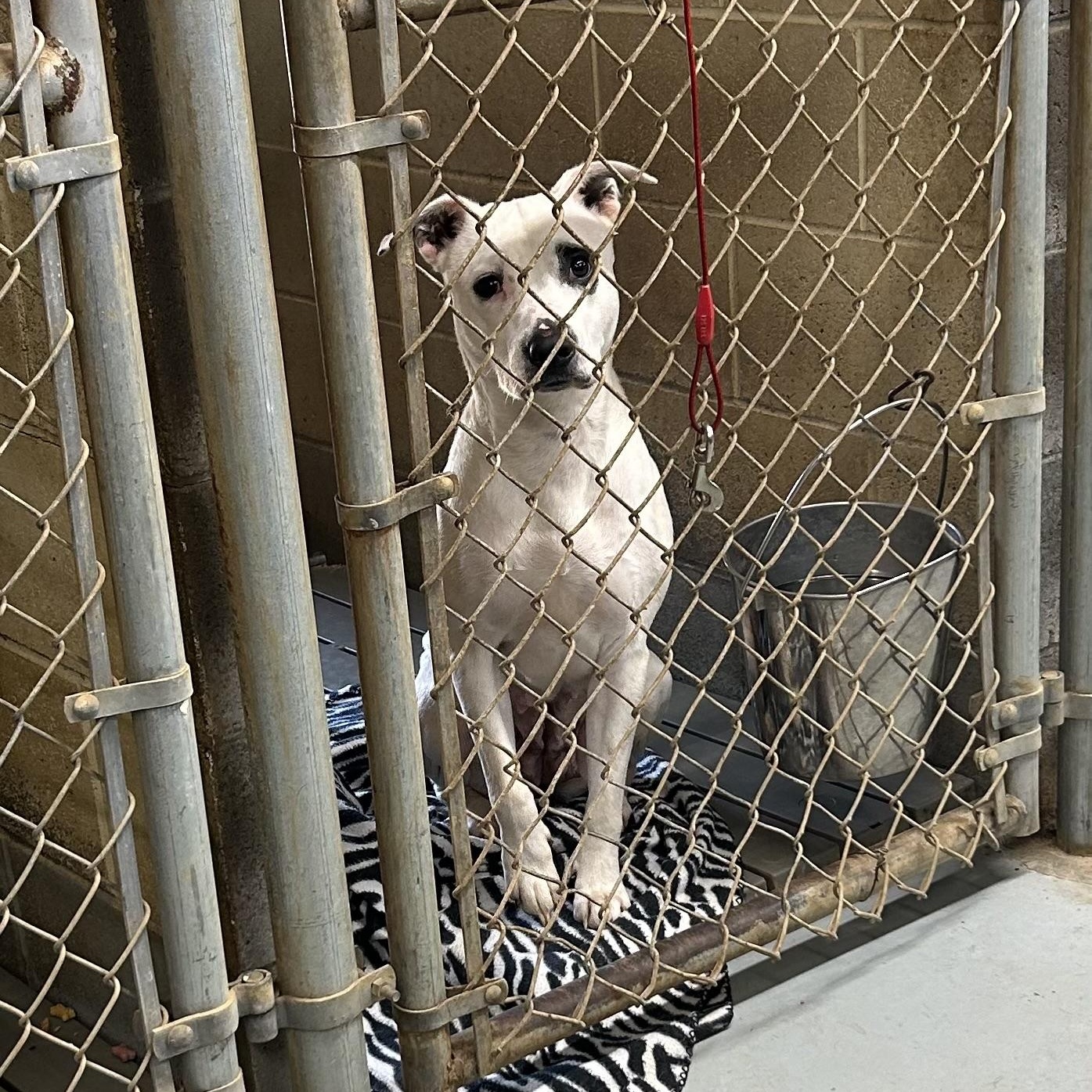 Enlarge Ivy, a ADOPTABLE mixed breed in Franklin, KY image 6/6