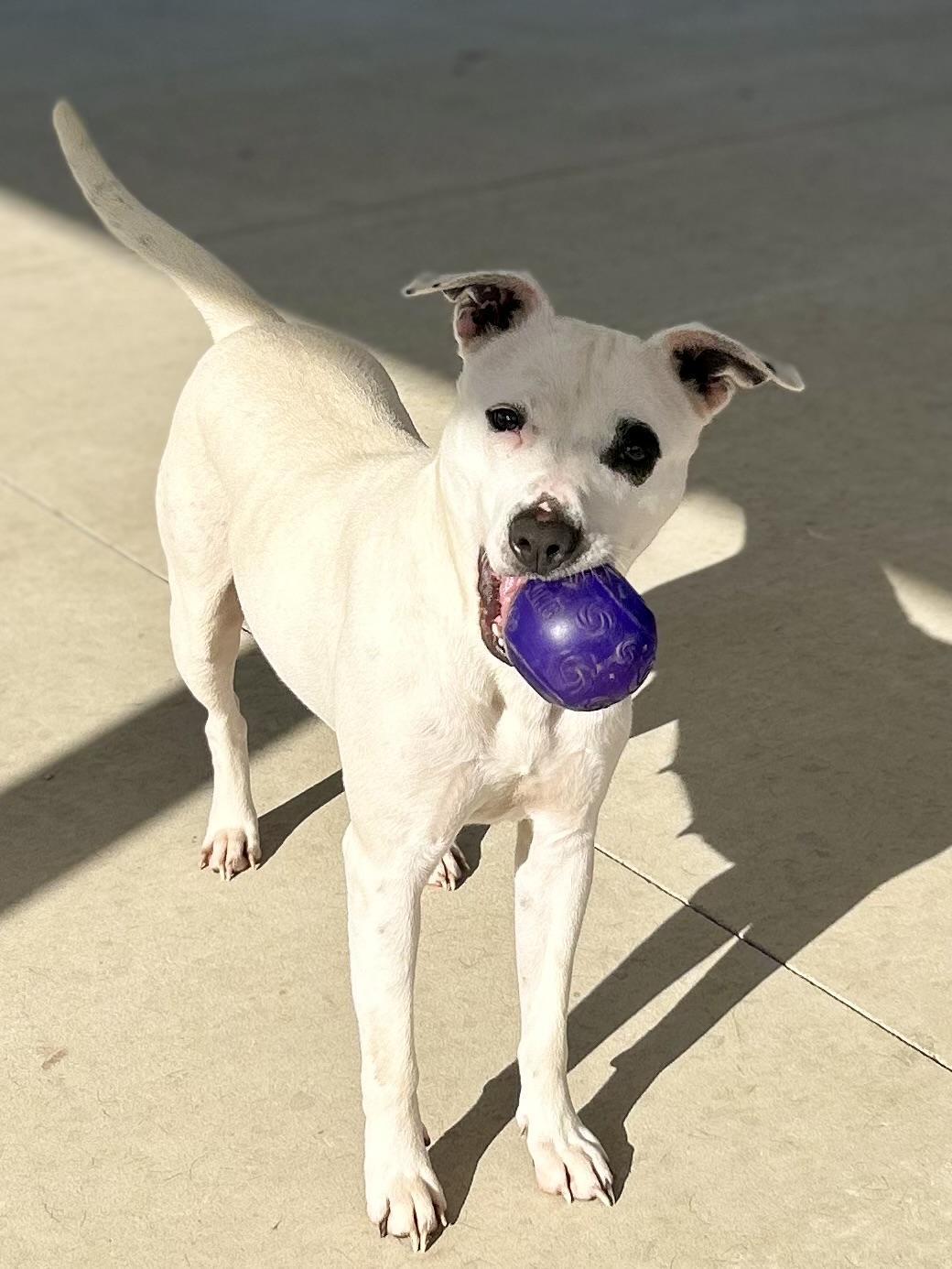 Enlarge Ivy, a ADOPTABLE mixed breed in Franklin, KY image 3/6