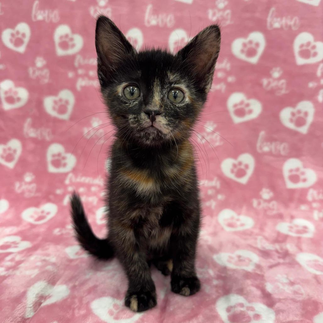 Enlarge Kimora, an adopted Domestic Short Hair in Orlando, FL image 1/1