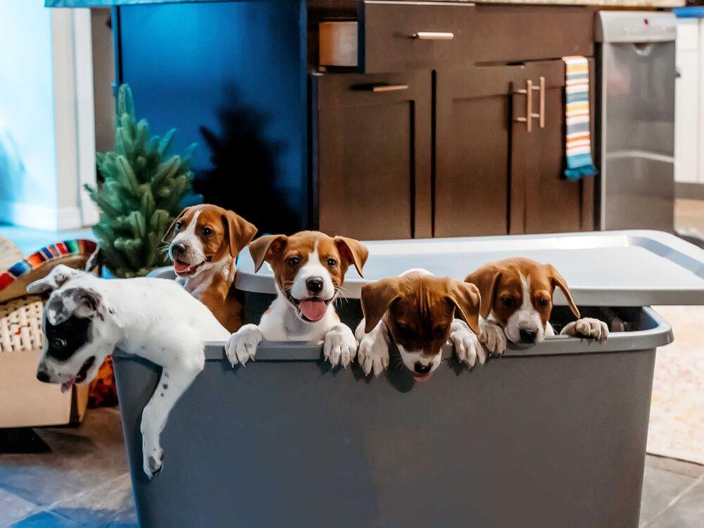 Louisa, Adopted, Puppy Male Beagle & Labrador Retriever.