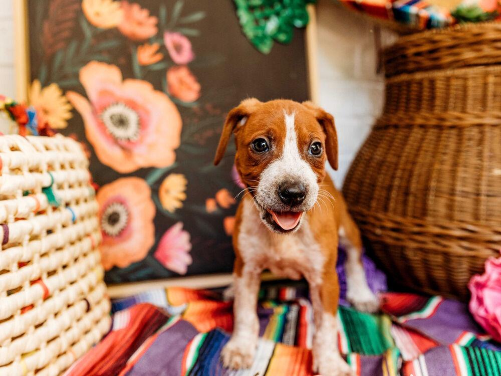 Louisa, Adopted, Puppy Male Beagle & Labrador Retriever.