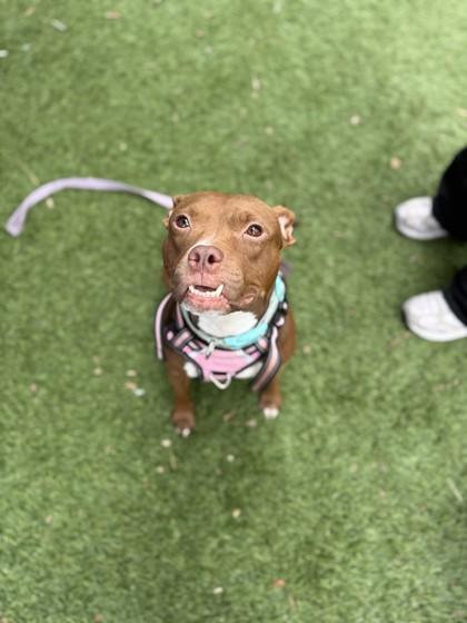 Enlarge Princesa, a Adoptable mixed breed in North Miami Beach, FL image 2/3