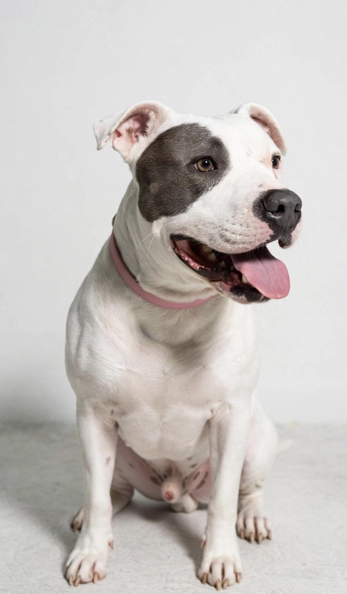 Enlarge CONWAY, a Adoptable mixed breed in Pleasant Valley, MO image 5/6