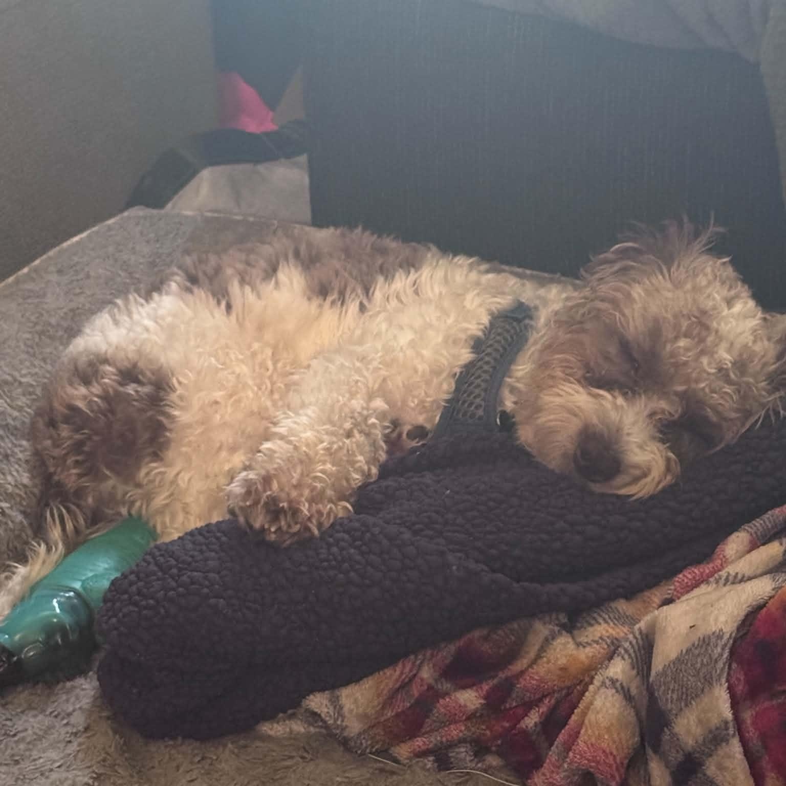 Milo, a Adoptable Schnoodle in Yonkers, NY image 2/6