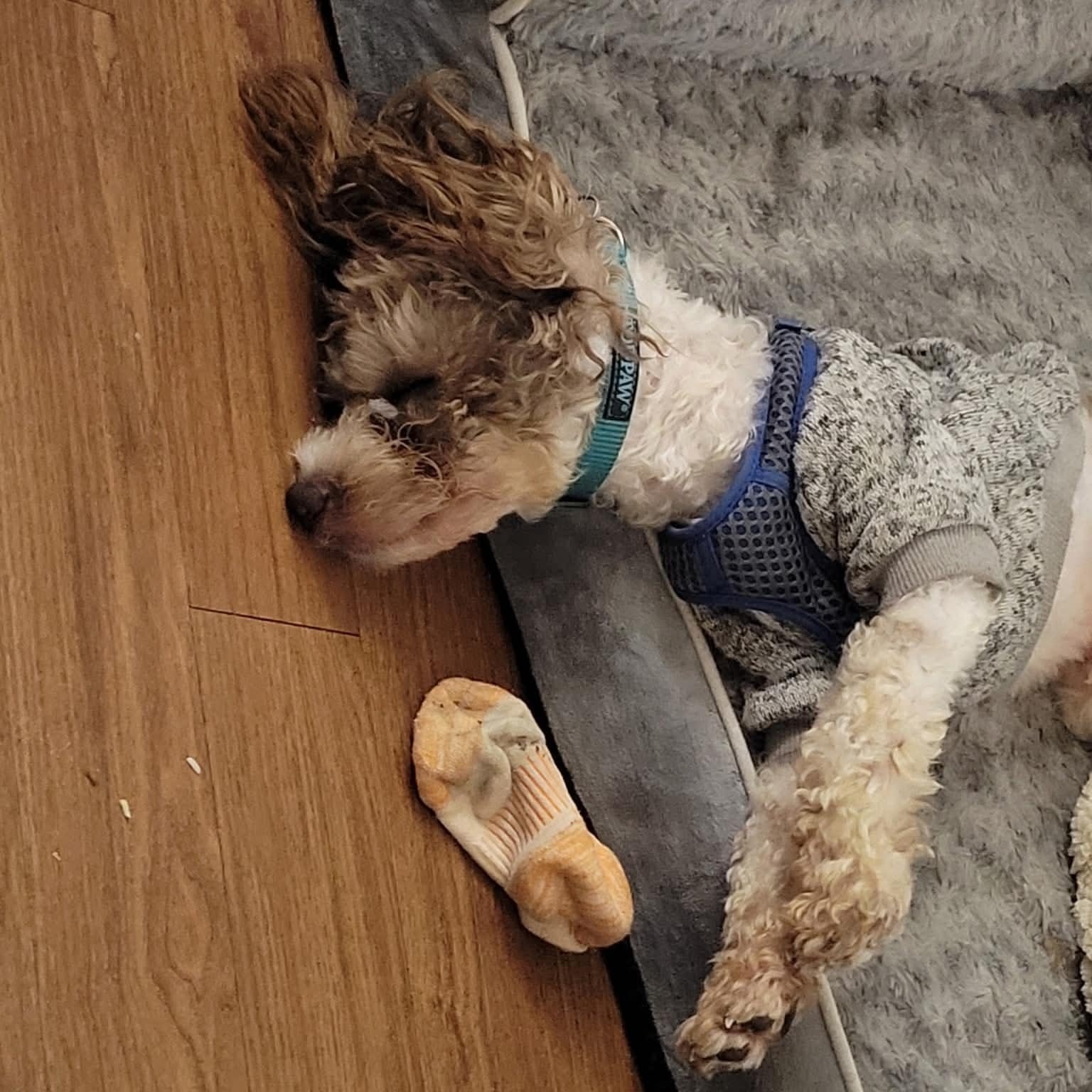 Milo, a Adoptable Schnoodle in Yonkers, NY image 6/6