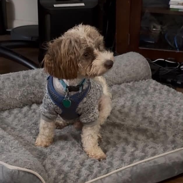 Milo, a Adoptable Schnoodle in Yonkers, NY image 3/6
