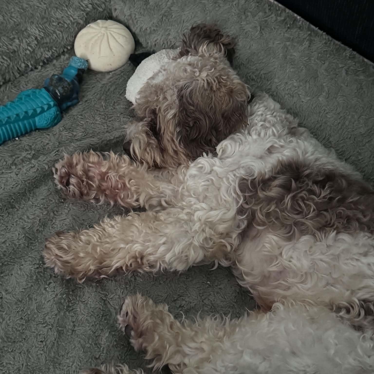 Milo, a Adoptable Schnoodle in Yonkers, NY image 5/6