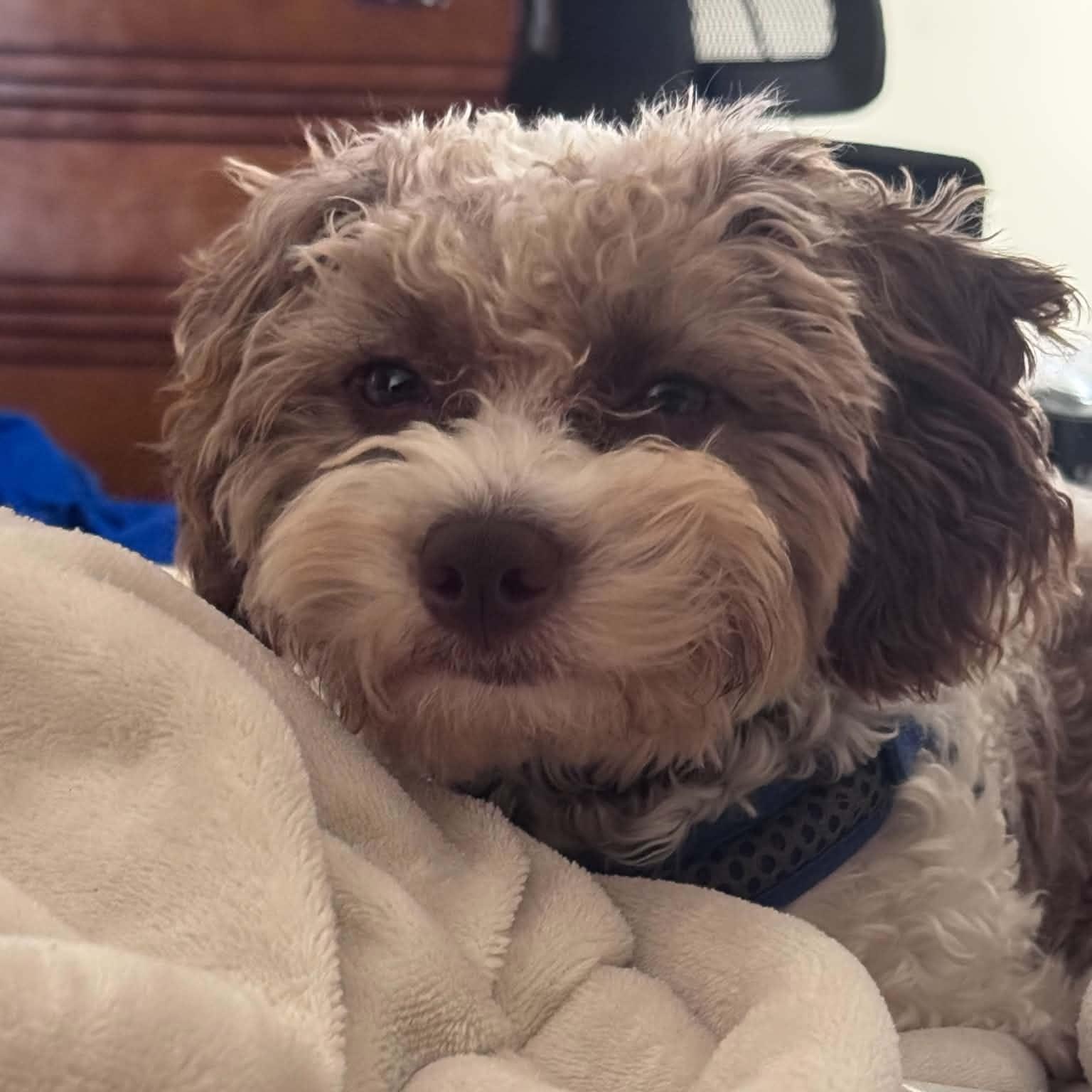 Milo, Adoptable, Young Male Schnoodle.