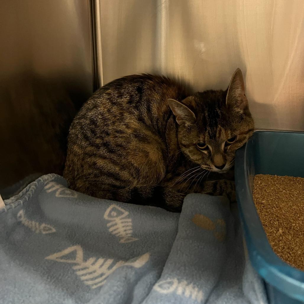 Enlarge Boo, a Adoptable Domestic Short Hair in Abbotsford, BC image 2/4