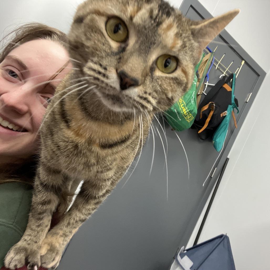 Enlarge Boo, a Adoptable Domestic Short Hair in Abbotsford, BC image 3/4