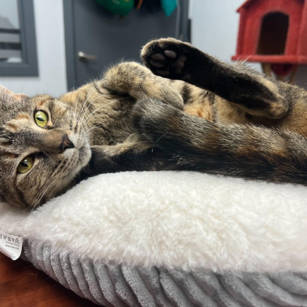 Enlarge Boo, a Adoptable Domestic Short Hair in Abbotsford, BC image 4/4